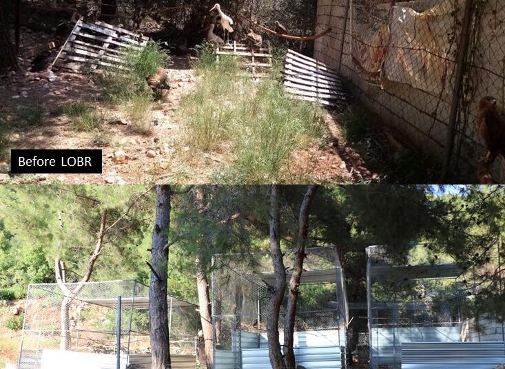 Action for change: one bird at a time via collaboration between IFAW and LAMB